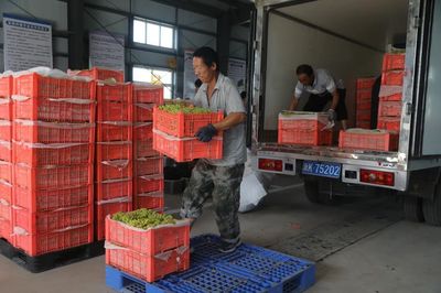 二二一團(tuán)富鵬合作社 三色葡萄火了，就業(yè)路寬了！勞動(dòng)保護(hù)用品銷(xiāo)售的新機(jī)遇